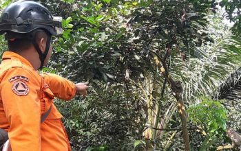 Monyet Ekor Panjang