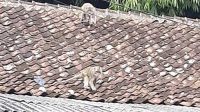 Monyet Ekor Panjang di Nagrak Sukabumi