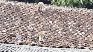 Serangan Kawanan Monyet di Nagrak Sukabumi, BKSDA Jabar Blak-blakan Penyebabnya