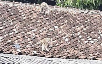 Monyet Ekor Panjang di Nagrak Sukabumi