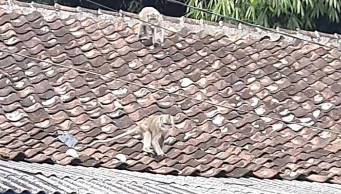 Monyet Ekor Panjang di Nagrak Sukabumi
