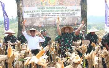 Panen Jagung dan Singkong di Sukabumi