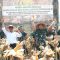Panen Jagung dan Singkong di Sukabumi