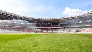 Jelang Timnas Indonesia Vs Irak Rumput SUGBK Belum Sempurna