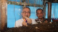 Pemkab Sukabumi Kembangkan Budidaya Jamur Merang