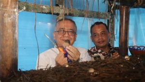Wabup Sukabumi Iyos Somantri saat memanen jamur merang di Kampung Cikuda, Desa Bojongkalong, Kecamatan Nyalindung, Kabupaten Sukabumi, Jawa Barat pada Jumat (31/5/2024).