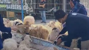 Waspada Penyakit Kudis dan orf Pada Hewan Kurban Ditemukan di Karawang