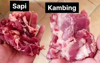Perbedaan antara Daging Sapi dan Kambing (Sumber: YouTube@Aulzuhraa)