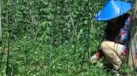 Rata-rata Petani di Kota Sukabumi berusia 39 tahun
