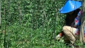 Rata-rata Petani di Kota Sukabumi berusia 39 tahun