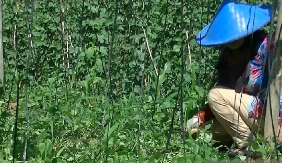 Seorang petani di Kota Sukabumi, Jabar tengah memantau kondisi tanaman yang ditanamnya.