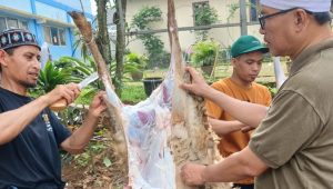 Abdul Muiz Sembelih Hewan Kurban di Cicurug dan Parungkuda