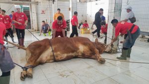 Ribuan Hewan Kurban Tidak Layak Disembelih Ditemukan di Jawa Barat, Ini Ciri-cirinya