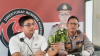 Beracun, Kecubung Tidak Digunakan Lagi Sebagai Obat Tradisional