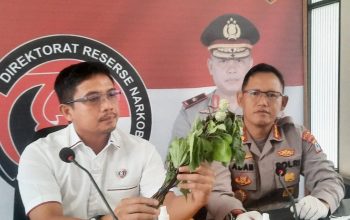 Direktur Reserse Narkoba Polda Kalimantan Selatan Kombes Pol Kelana Jaya menunjukkan tanaman buah kecubung. (ANTARA/Firman)
