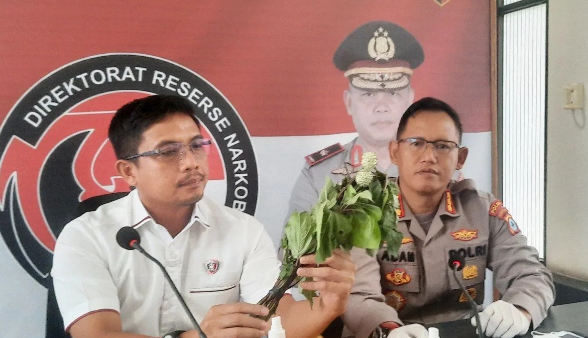 Direktur Reserse Narkoba Polda Kalimantan Selatan Kombes Pol Kelana Jaya menunjukkan tanaman buah kecubung. (ANTARA/Firman)