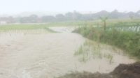 Bencana banjir yang melanda Desa Tamanjaya, Kecamatan Ciemas, Kabupaten Sukabumi, Jabar akibat saluran irigasi jebol akibat meningkatnya volume air yang diipicu hujan deras.