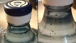 Viral Video Penemuan Jentik Hitam dalam Galon Aqua Masih Tersegel