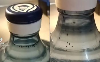 Penemuan Jentik Hitam dalam galon Aqua yang masih tersegel (Instagram @unexplnd)