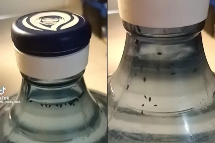 Penemuan Jentik Hitam dalam galon Aqua yang masih tersegel (Instagram @unexplnd)
