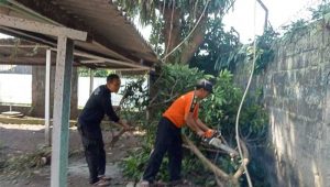 BPBD Kota Sukabumi Mitigasi Pohon di Kelurahan Gedongpanjang, Antisipasi Tumbang