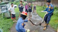 Petugas Damkar Sukaraja Sukabumi Taklukan Piton 4 Meter Pemangsa Mangsa Ayam