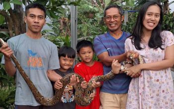JSI Regional Sukabumi Taklukan Ular Sanca