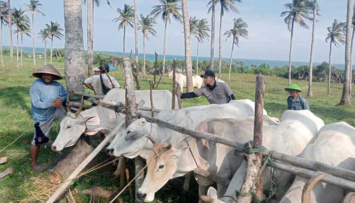 UPTD dan Puskeswan Wilayah Jampangkulon