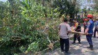 Personel Gabungan di Palabuhanratu Sukabumi Pangkas Pohon, Antisipasi Kecelakaan Lalu Lintas Akibat Tertimpa Ranting