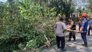 Personel Gabungan di Palabuhanratu Sukabumi Pangkas Pohon, Antisipasi Kecelakaan Lalu Lintas Akibat Tertimpa Ranting