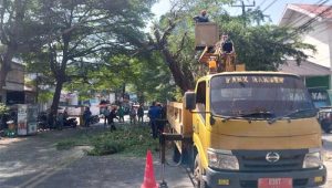 Forkompimcam Palabuhanratu Sukabumi Lakukan Pemangkasan Pohon di Jalan Siliwangi