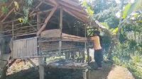 Hewan Ternak di Gunung Paok Sukabumi Diduga Dimangsa Hewan Buas