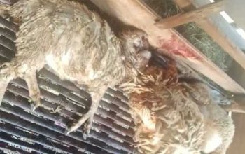 Kambing diterkam Macan Tutul