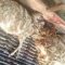 Kambing diterkam Macan Tutul