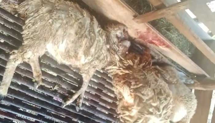 Kambing diterkam Macan Tutul