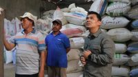 Kementan Dorong Peningkatan Produktivitas Padi melalui Program IMMACo di Indramayu