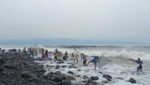 Cerita Warga Sukabumi Berburu Impun di Pantai Loji