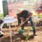 Pangkostrad Tanam Perdana Kakao dan Jagung