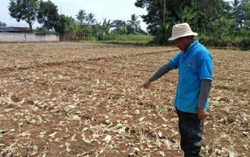 Pertanian Desa Kebonpedes Sukabumi