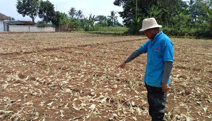 Pertanian Desa Kebonpedes Sukabumi