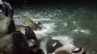 DPKHP Cianjur Ungkap Fenomena Banyak Ikan Menepi di Pantai