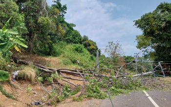 ROBOH :Tim gabungan dari forkompimcam Simpenan saat evakuasi pohon roboh