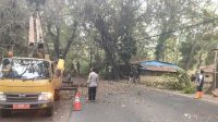 Forkopimcam Palabuhanratu Sukabumi Tanggap Keluhan Warga, Pohon Kering di Jalan Raya Citepus Dipangkas