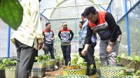 Pertamina Patra Niaga SHAFTHI Sukses Luncurkan Greenhouse Sirih, Solusi Inovatif untuk Produksi Daun Sirih di Mekarsari