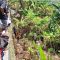Mayat Pasirbaru Cisolok Sukabumi