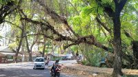 Jalan Sukawayana Palabuhanratu Sukabumi Bikin Was-was, Pohon Tua dan Kering Mengancam  Pengendara Saat Melintas