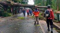 Pohon Tumbang di Cikembar Sukabumi, Tutup Jalan Nasional dan Rusak Pagar Batalyon Armed 13