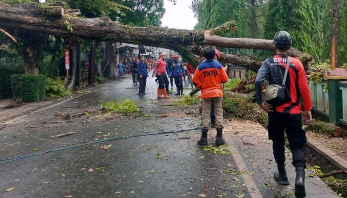 Pohon Tumbang Cikembar Sukabumi
