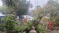 Hujan Deras Guyur Sukabumi, Pohon Tumbang di Palabuhanratu Sempat Halangi Jalan Raya