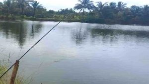 Rawa Talanca Sukabumi, Surga Tersembunyi bagi Para Pemancing